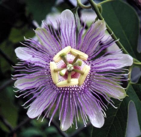 Reseña sobre terapia floral