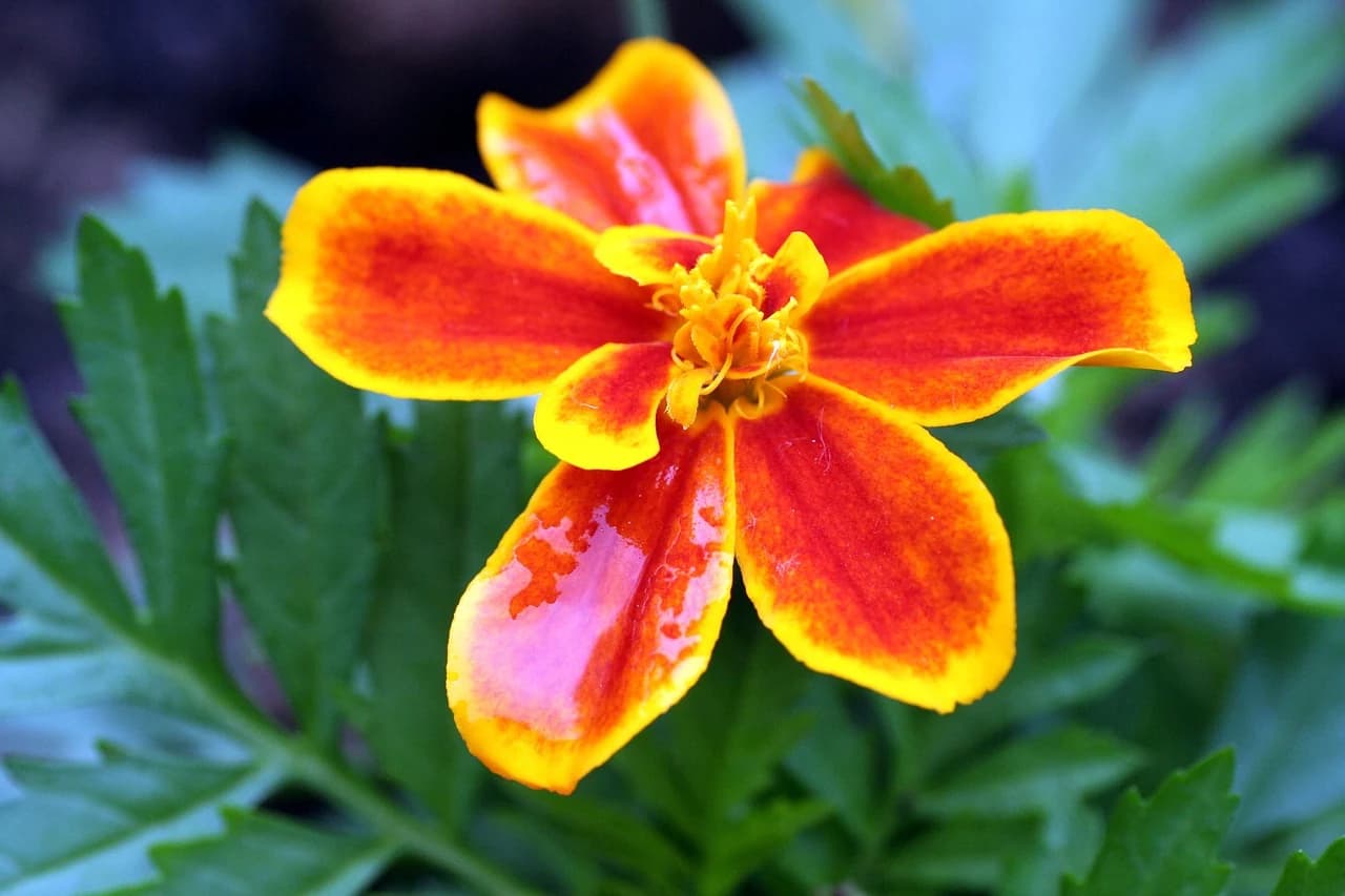 CLAVEL DE INDIAS