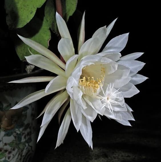 Dama Aurea N°9
