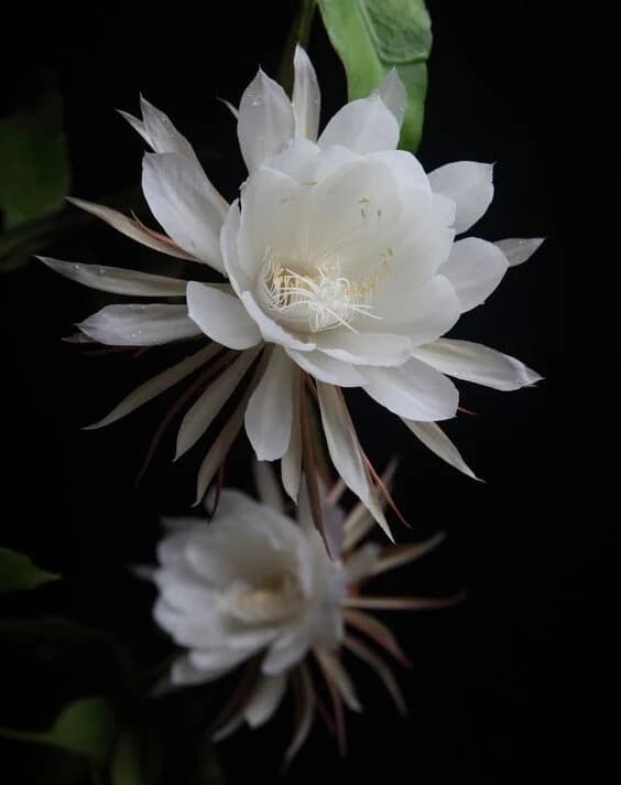Dama Aurea N°11