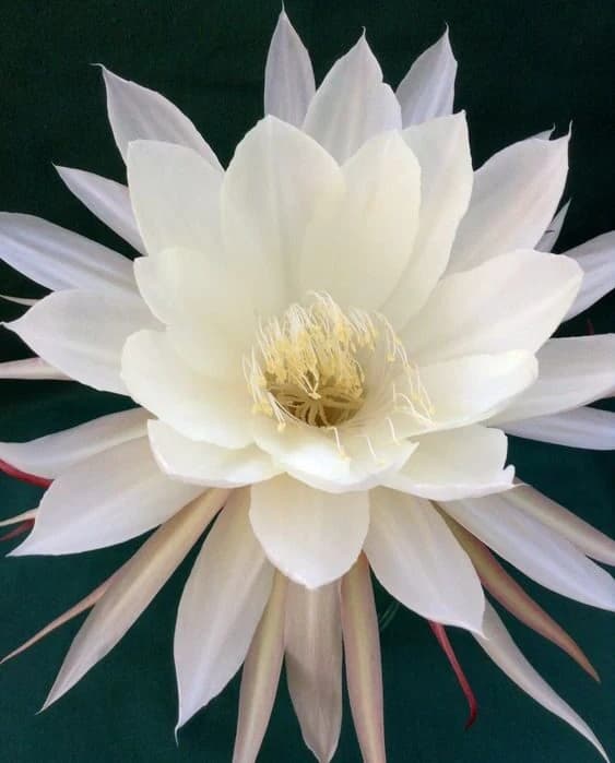 Dama Aurea N°5