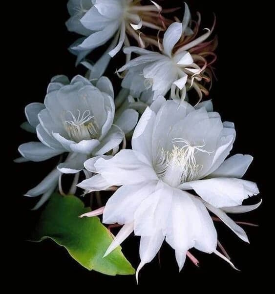 Dama Aurea N°1