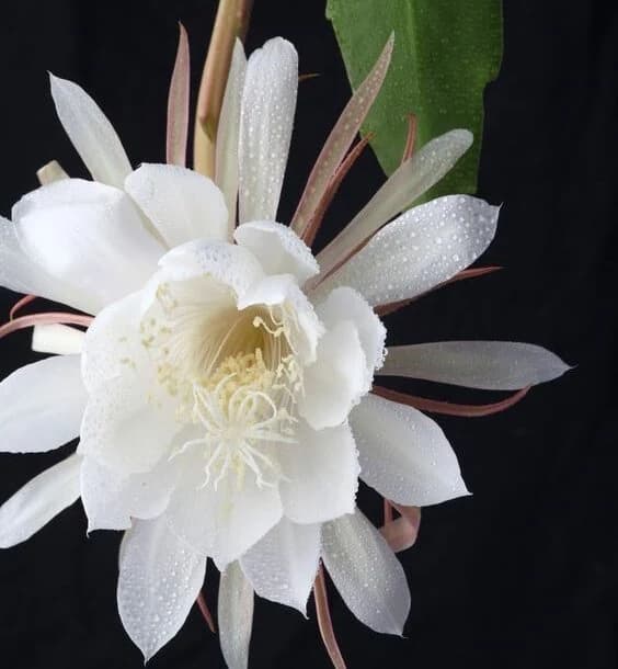 Dama Aurea N°2