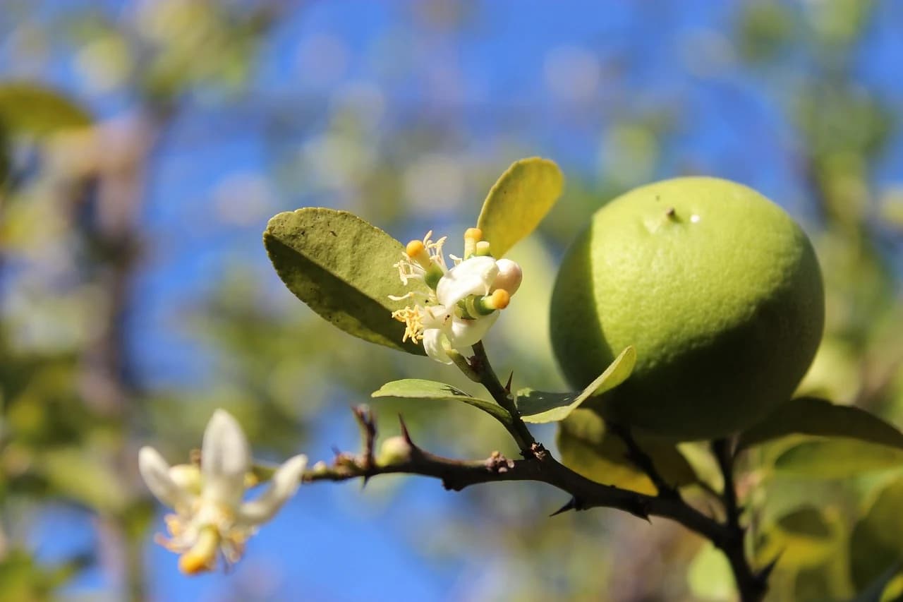 LIMON