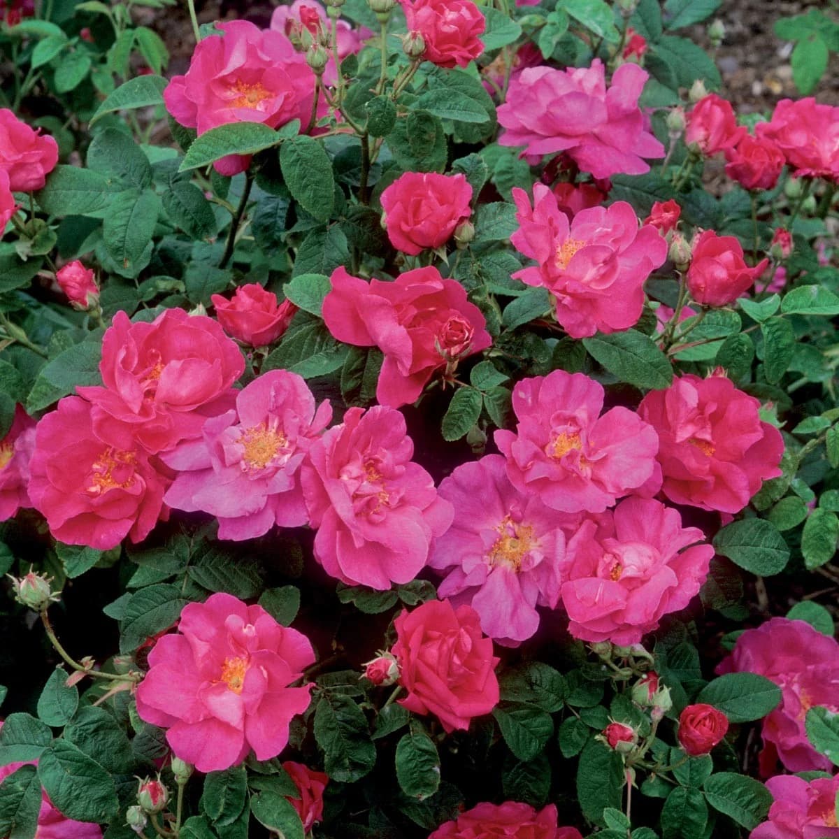 Rosa N°1