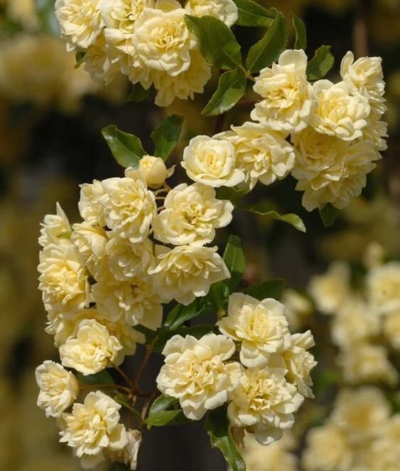 Rosa N°3