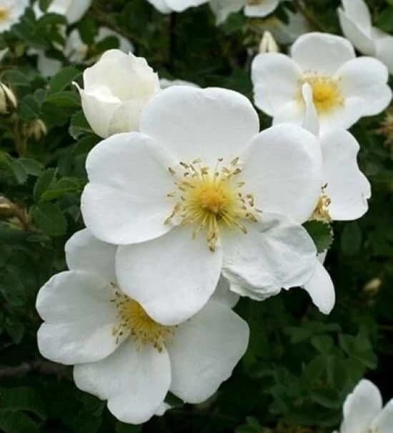 Rosa N°5