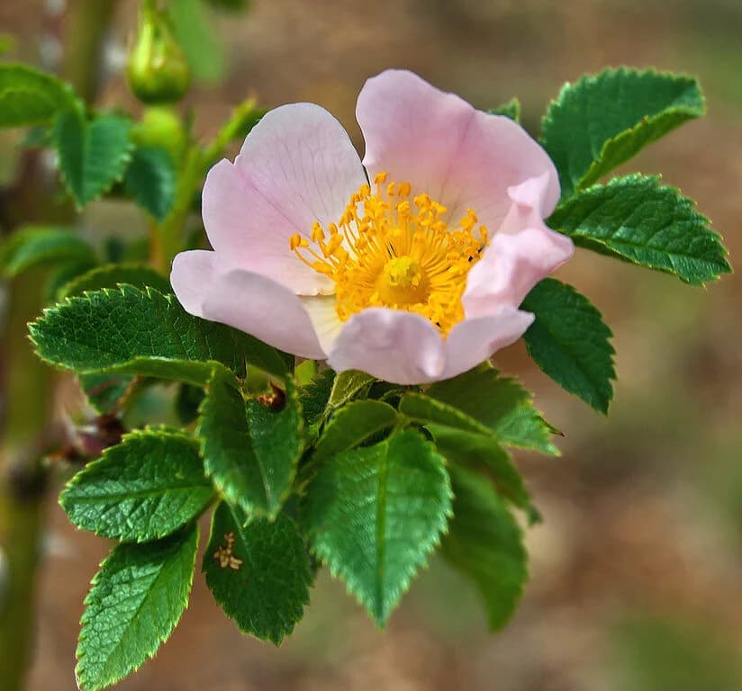 Rosa N°6