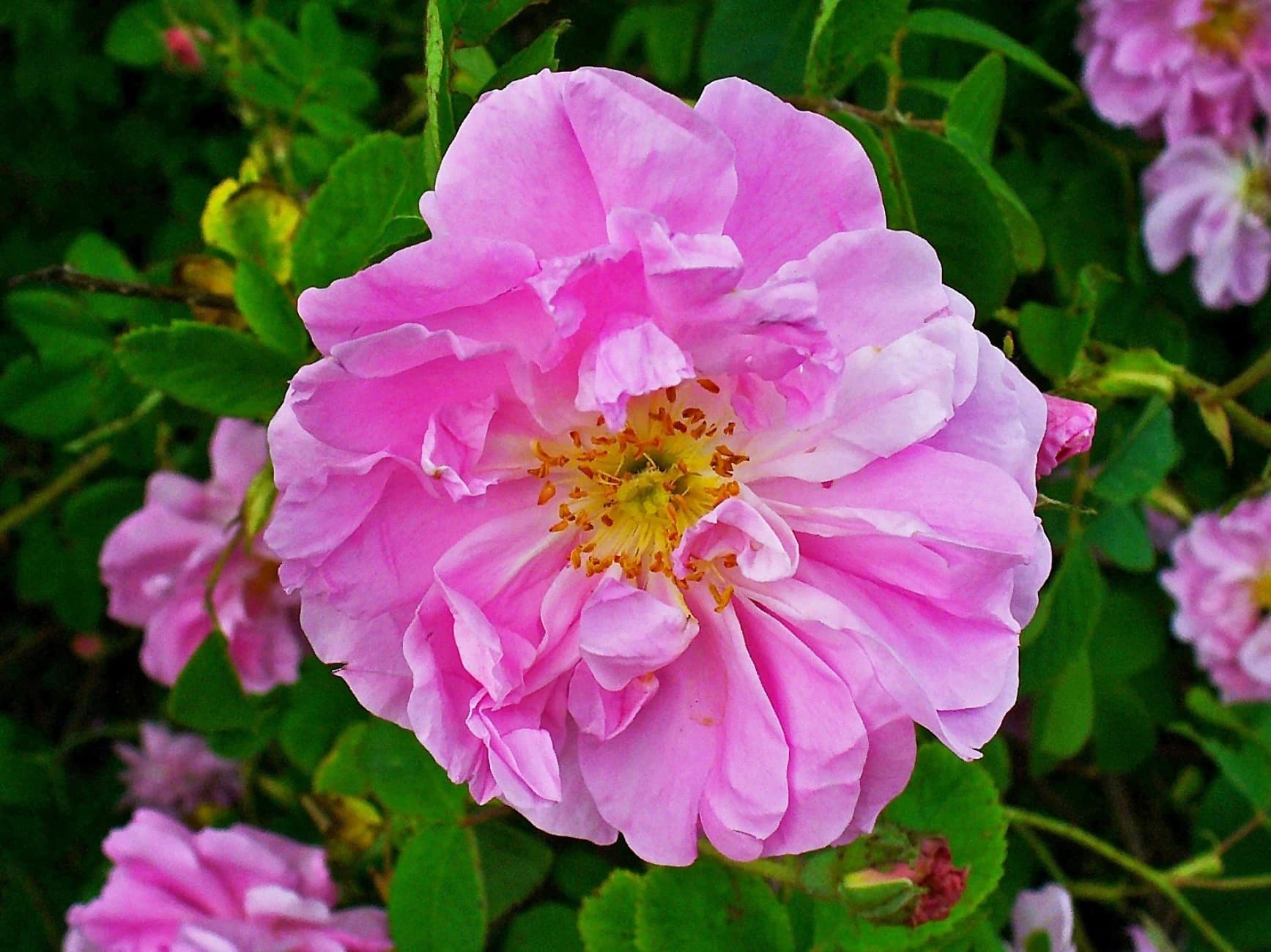 Rosa N°7