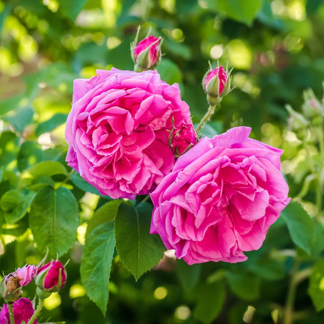 Rosa N°9