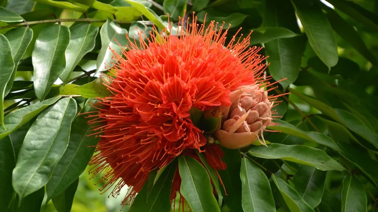 ROSA DE MONTAÑA
