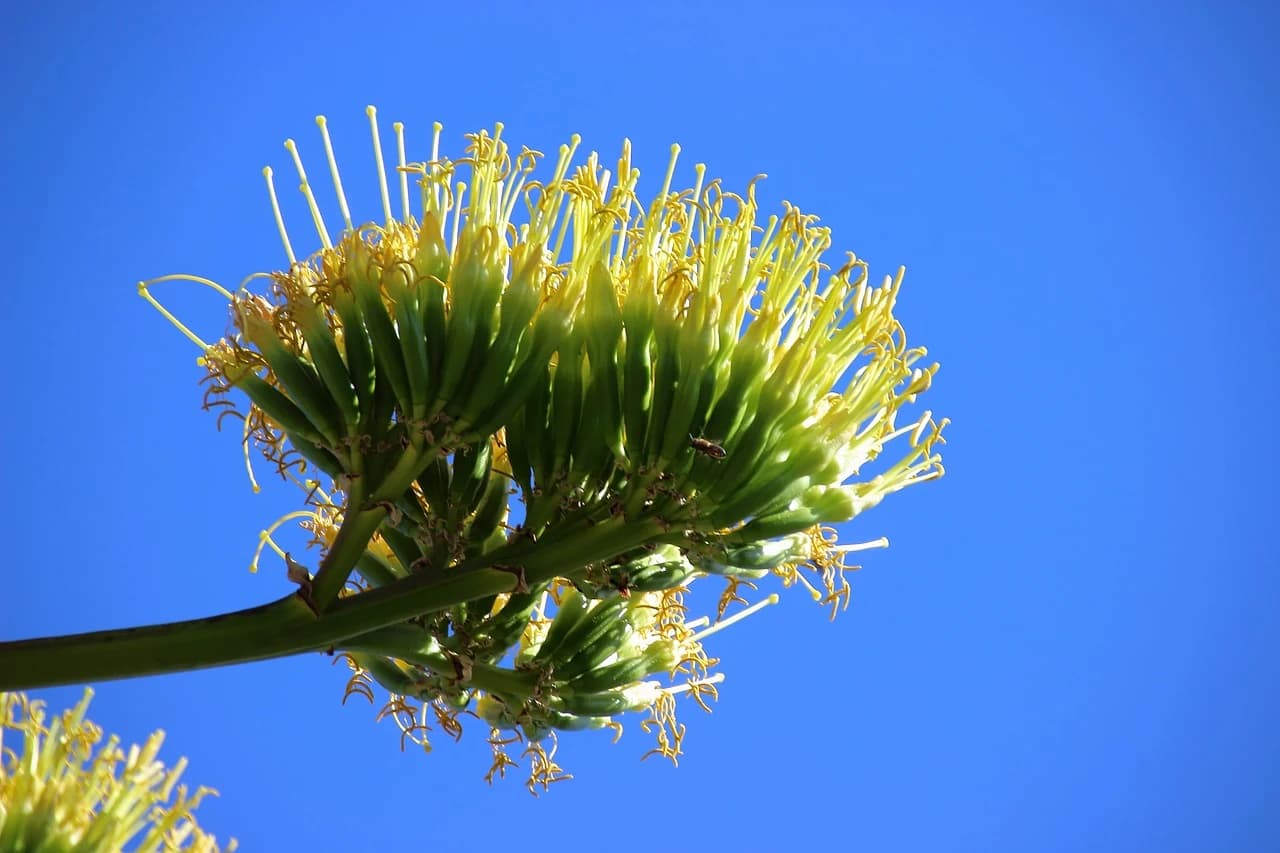 AGAVE REAL