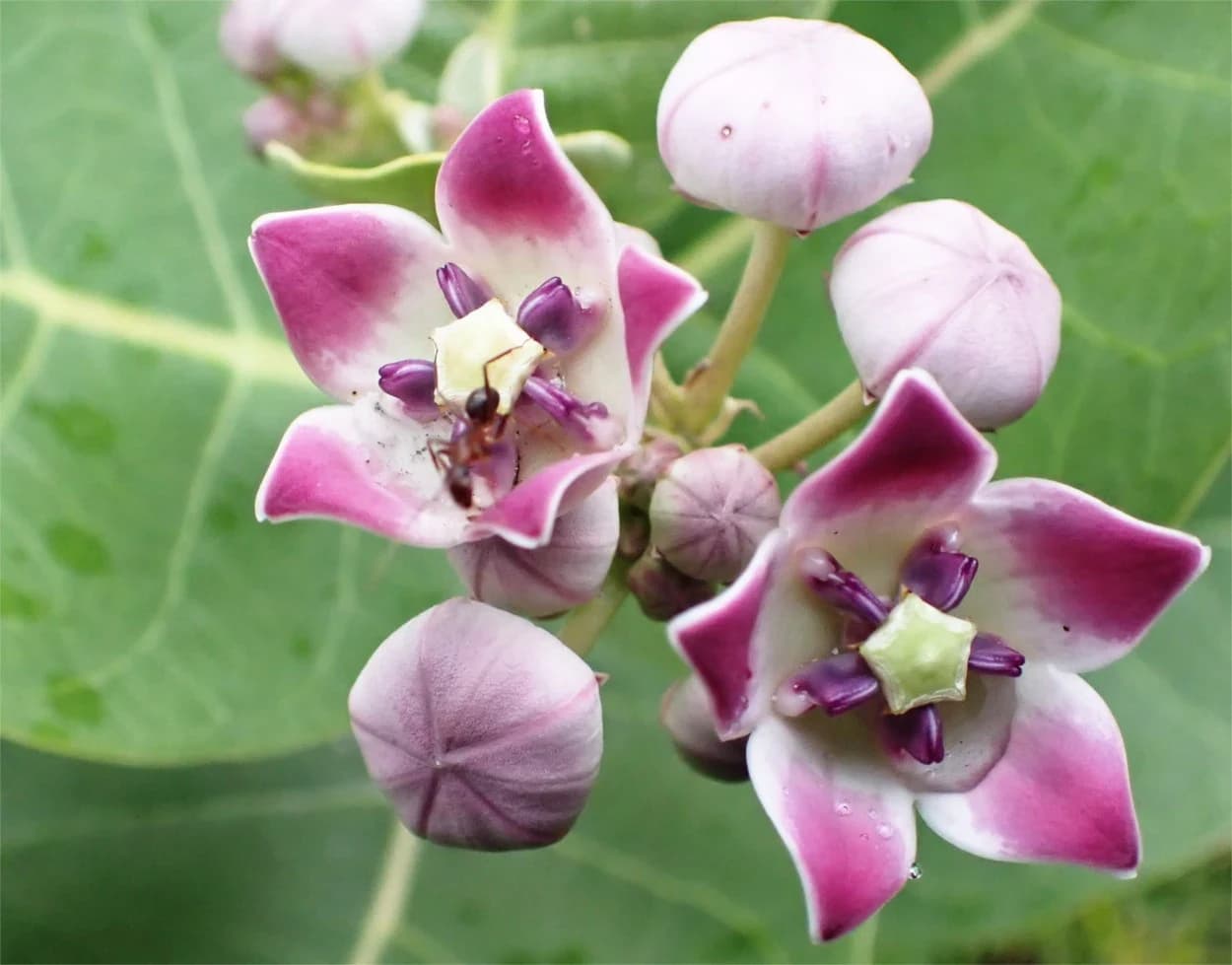 ALGODON DE SEDA