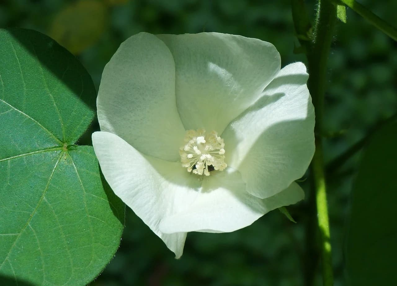 ALGODON