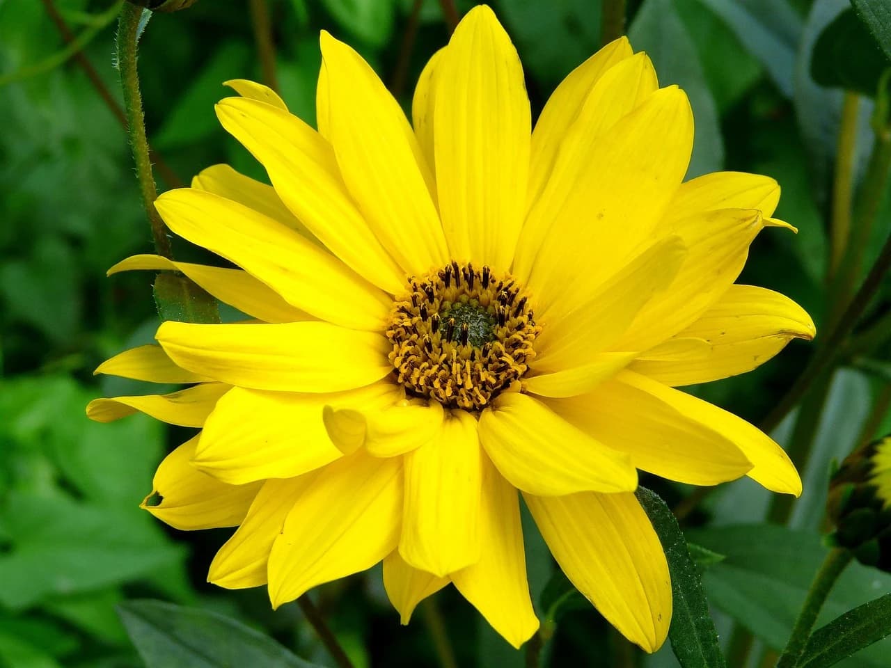 ARNICA