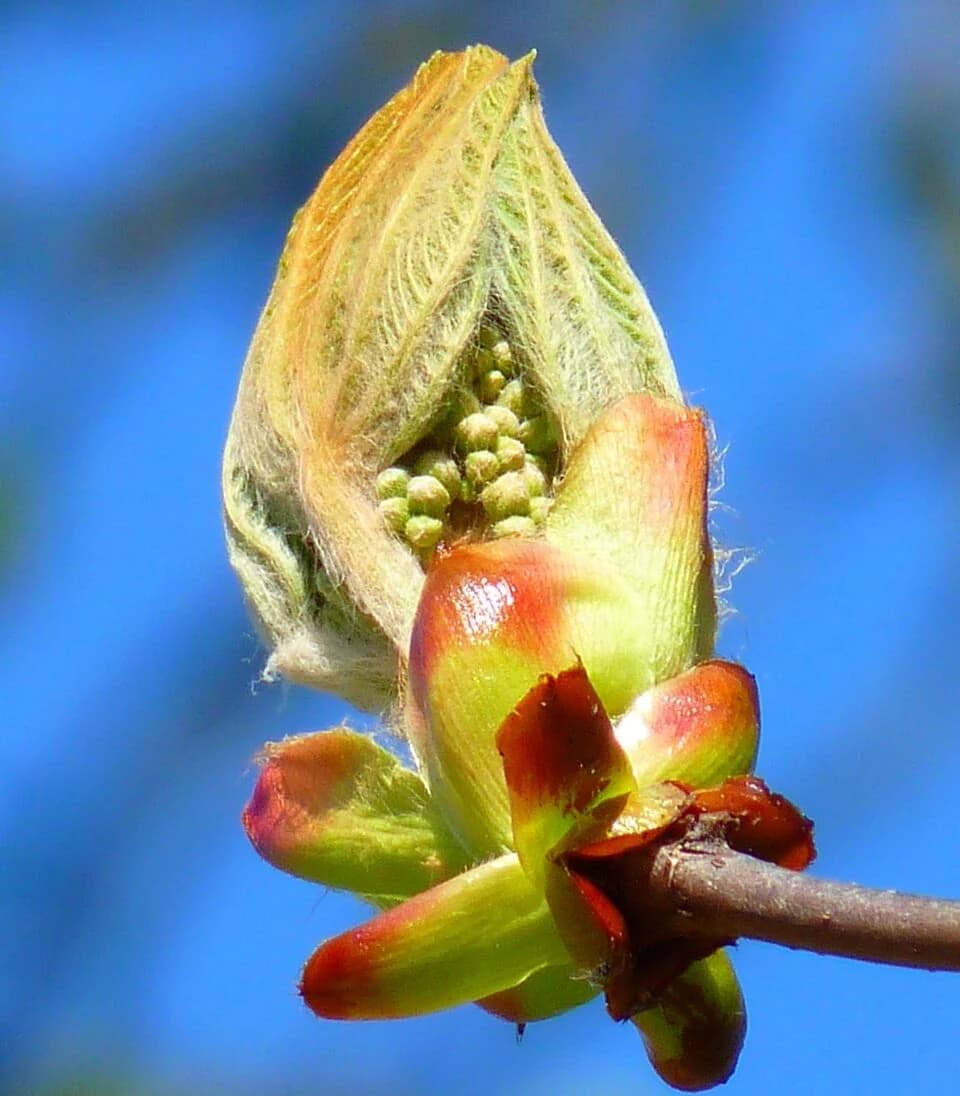BROTE DE CASTAÑO BLANCO