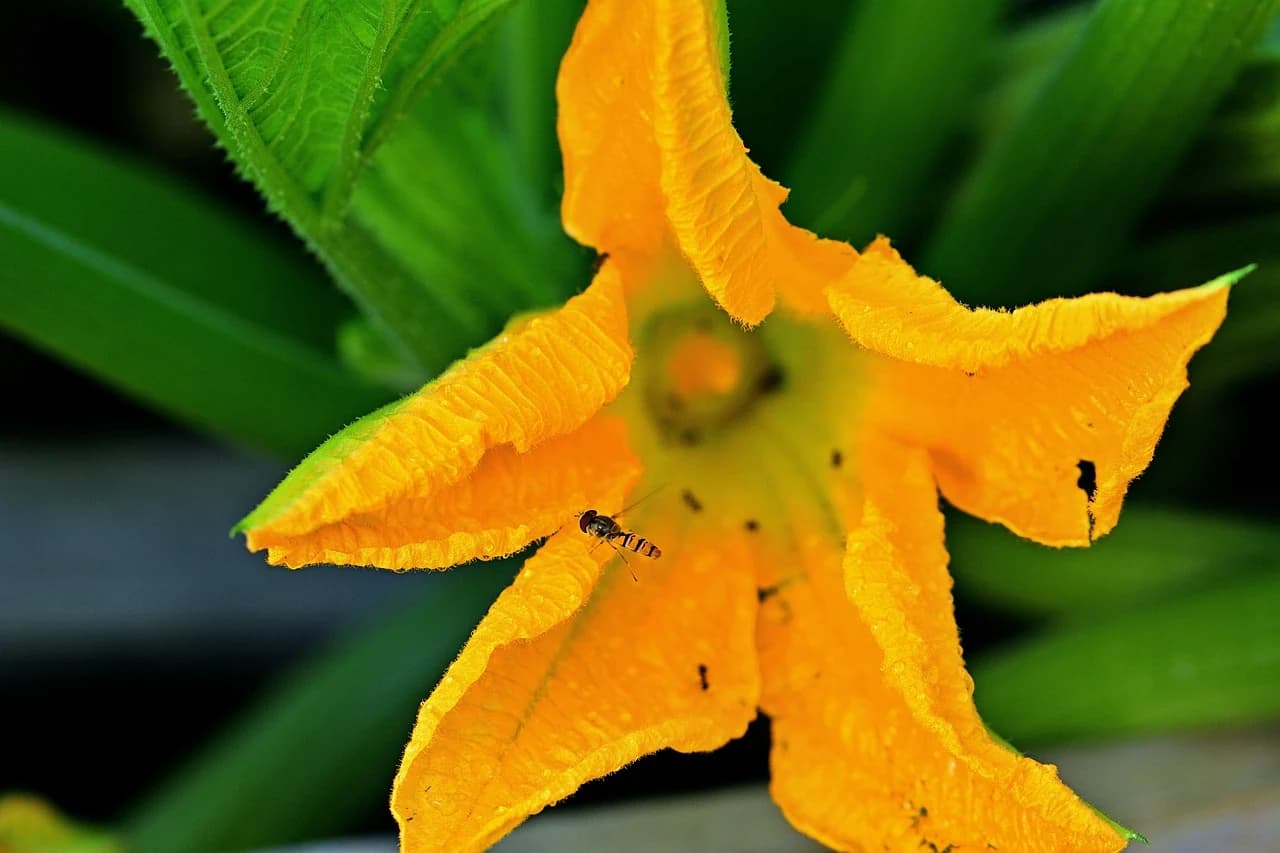 CALABACIN