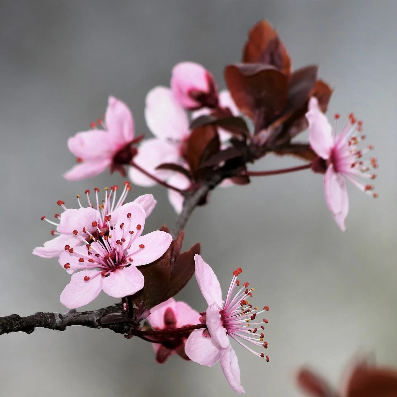CERASIFERA