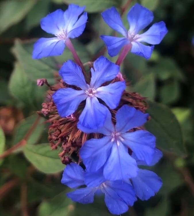 CERATOSTIGMA