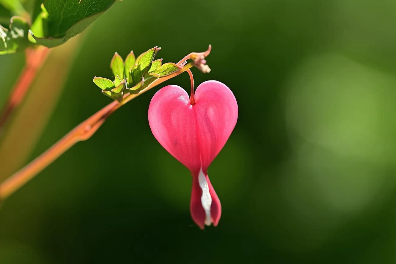 CORAZONCILLO