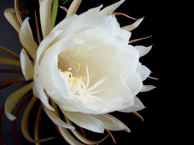 Dama Aurea N°6