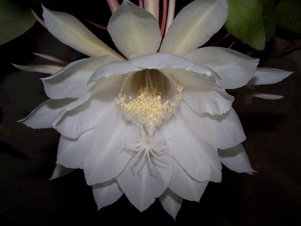 Dama Aurea N°8