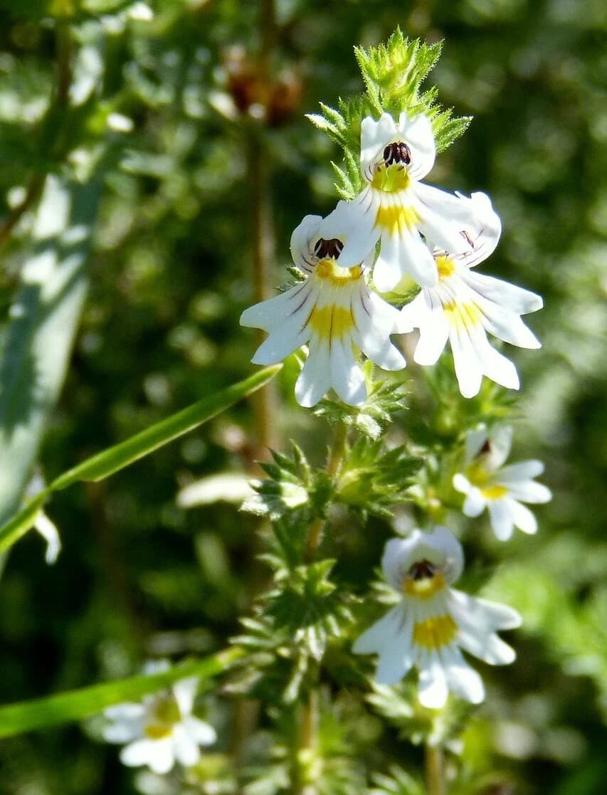 EUFRASIA