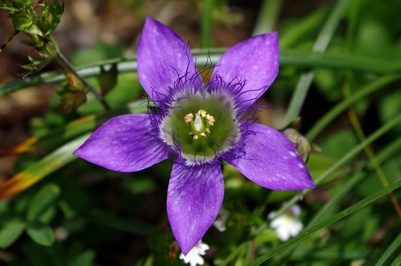 GENCIANA