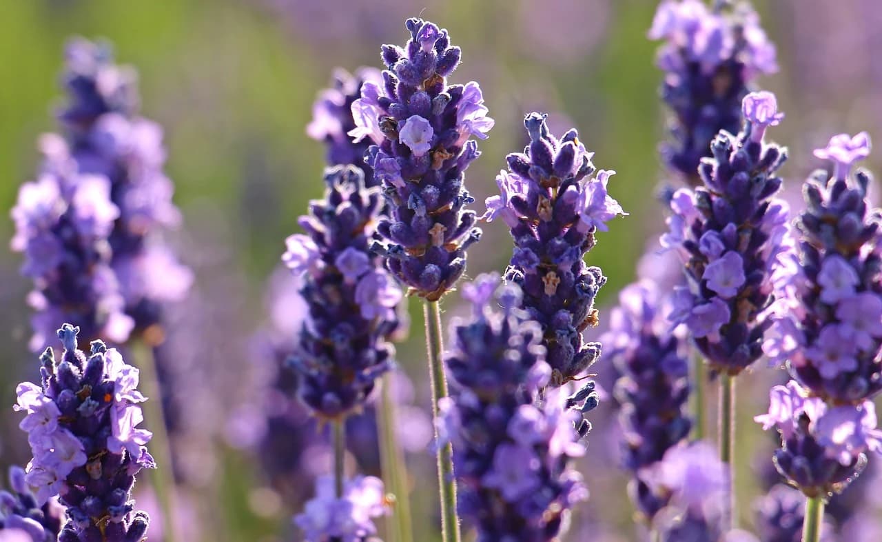 LAVANDA