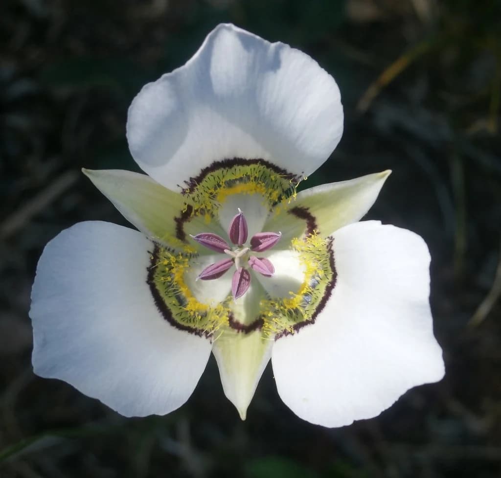 LIRIO MARIPOSA