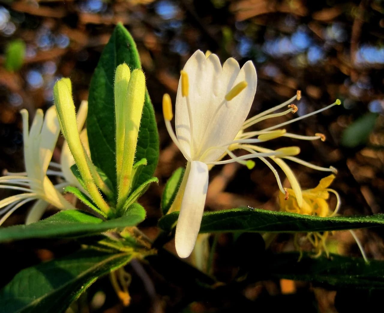 MADRESELVA