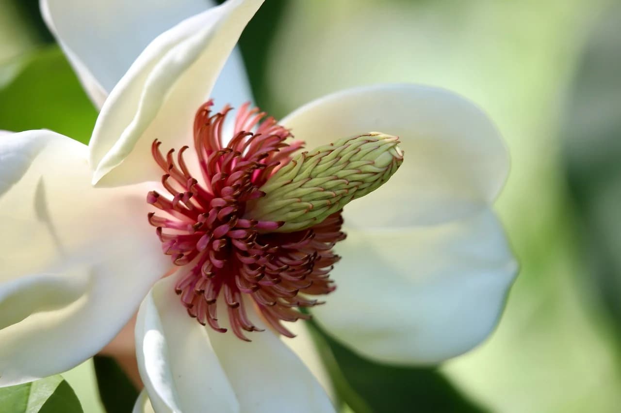 MAGNOLIA