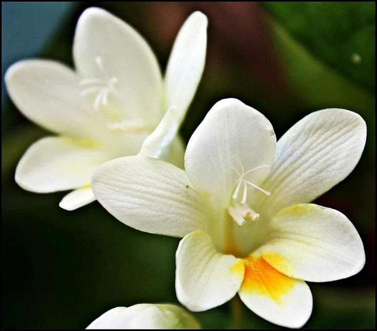OLIVO