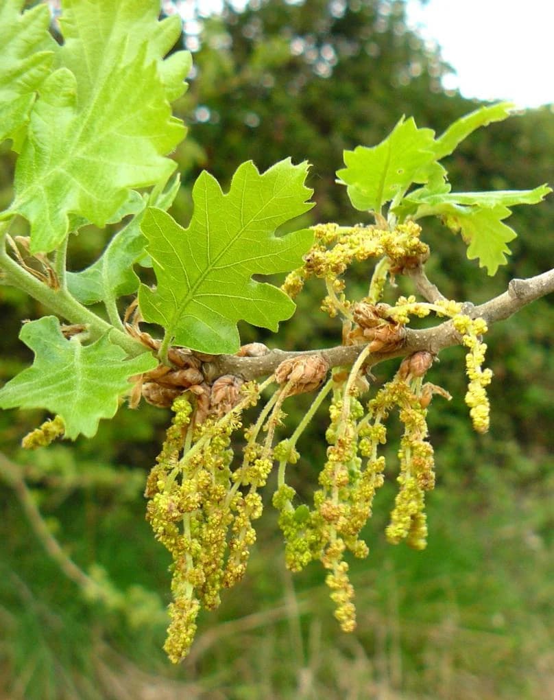 ROBLE