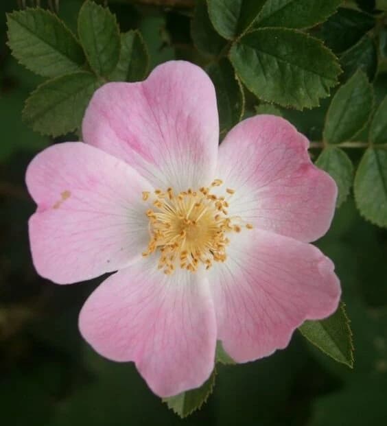 Rosa N°4