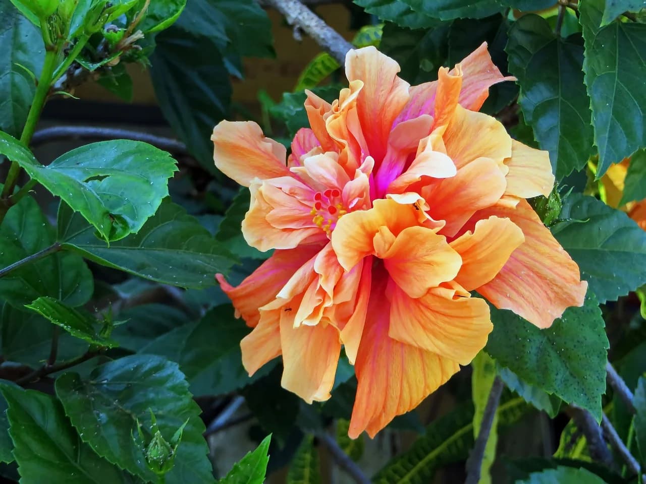 ROSA SYRIA