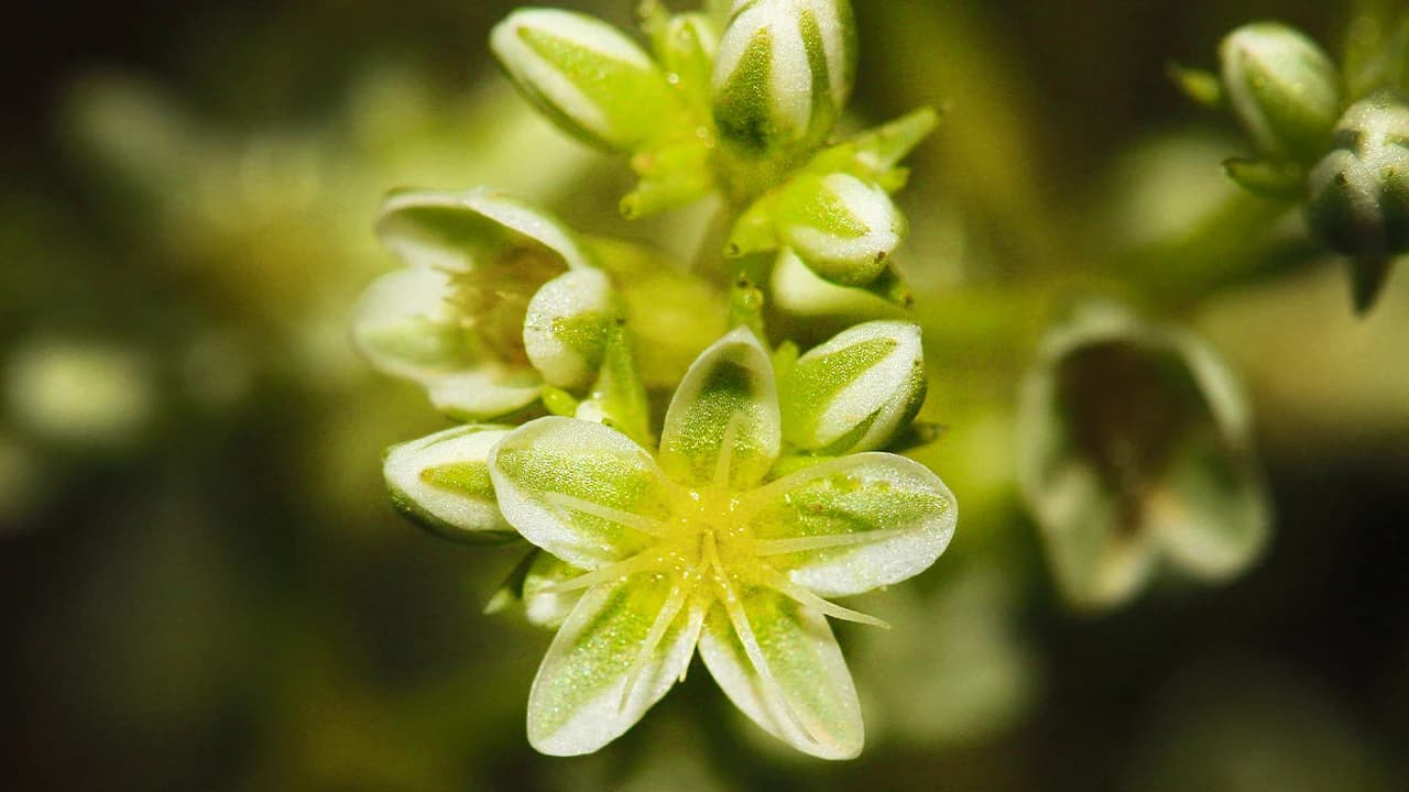 SCLERANTUS