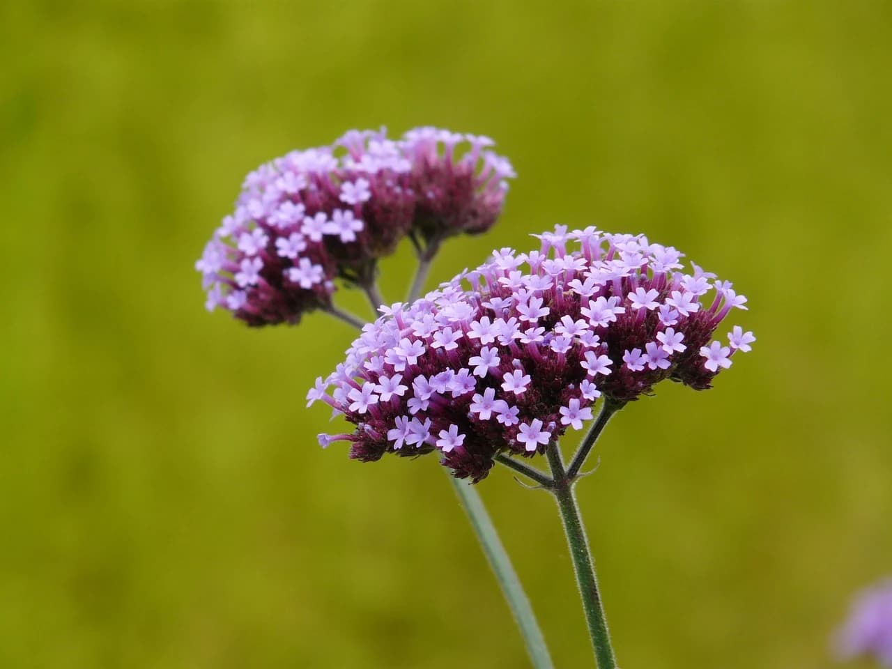 VERBENA