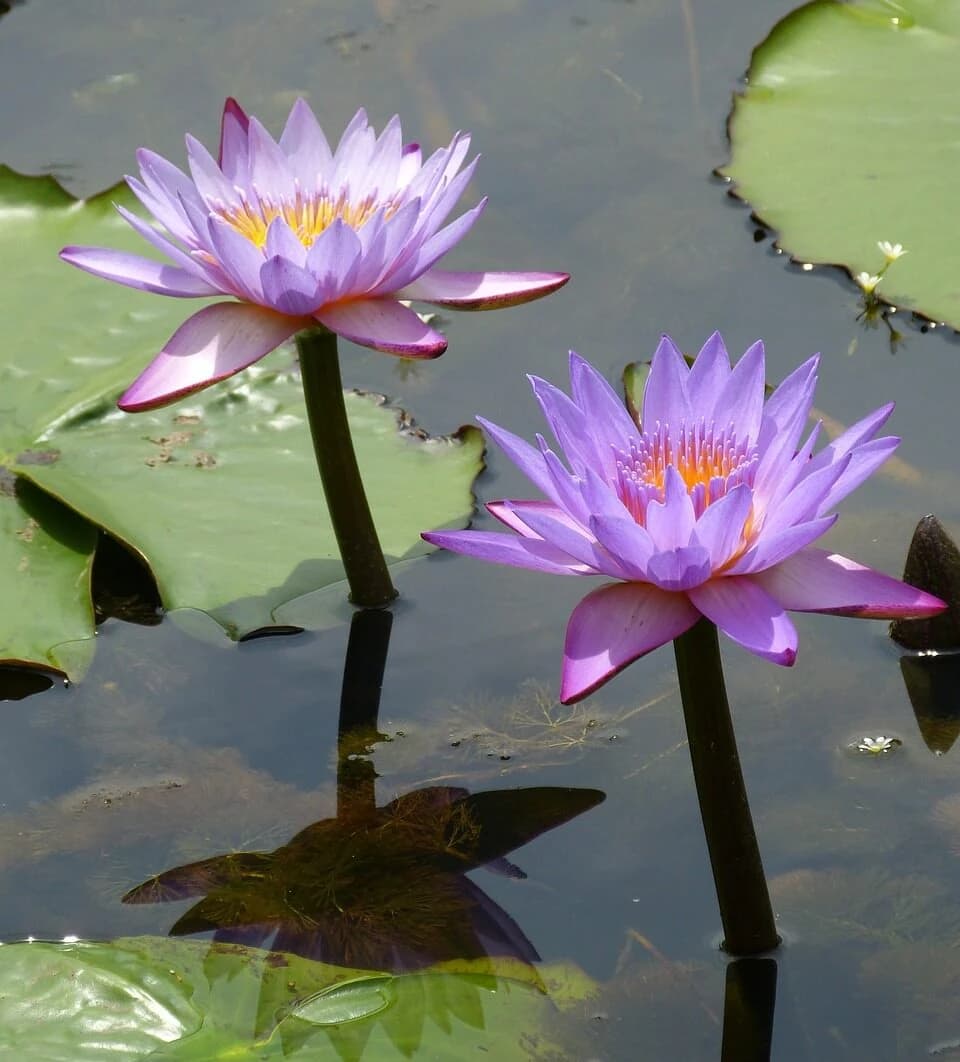 VICTORIA REGIA