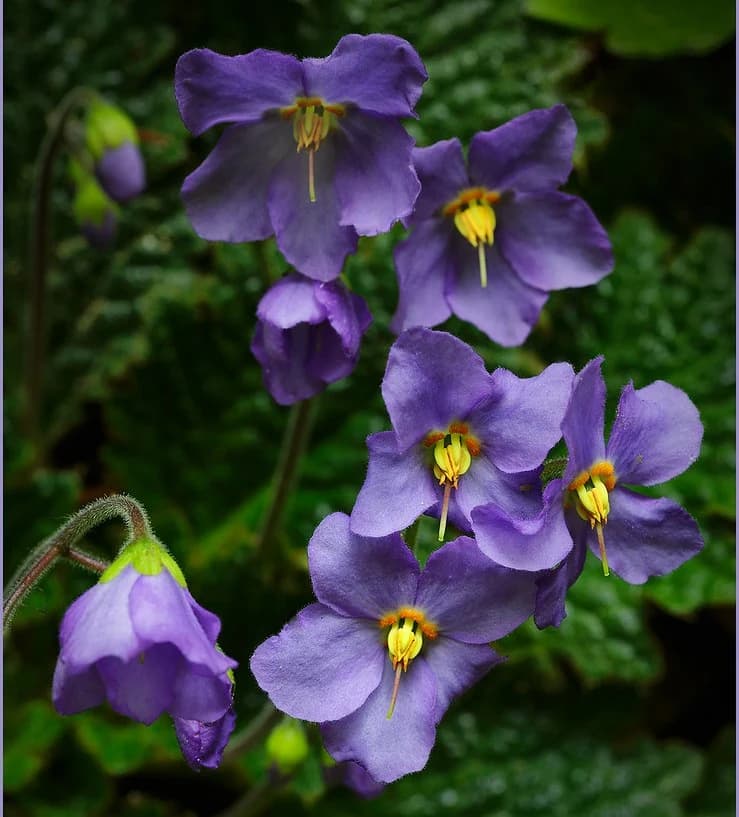 Violeta Basta
