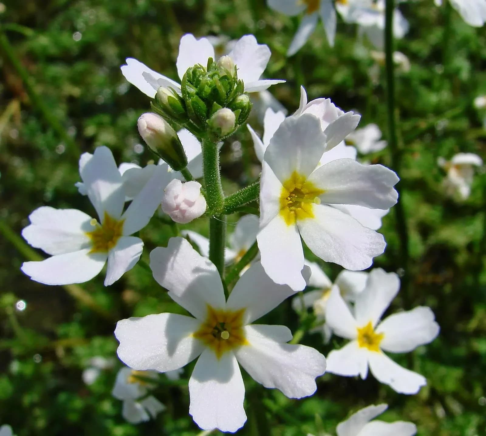 VIOLETA DE AGUA
