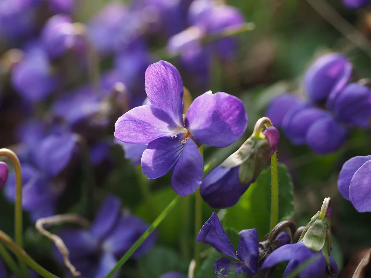 VIOLETA PENSAMIENTO