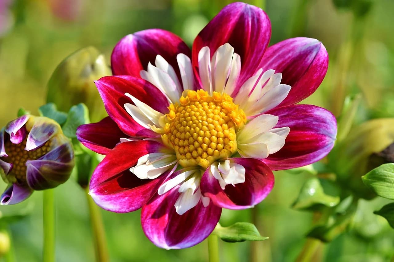 ZINIA